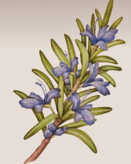 Flowering Rosemary LTD